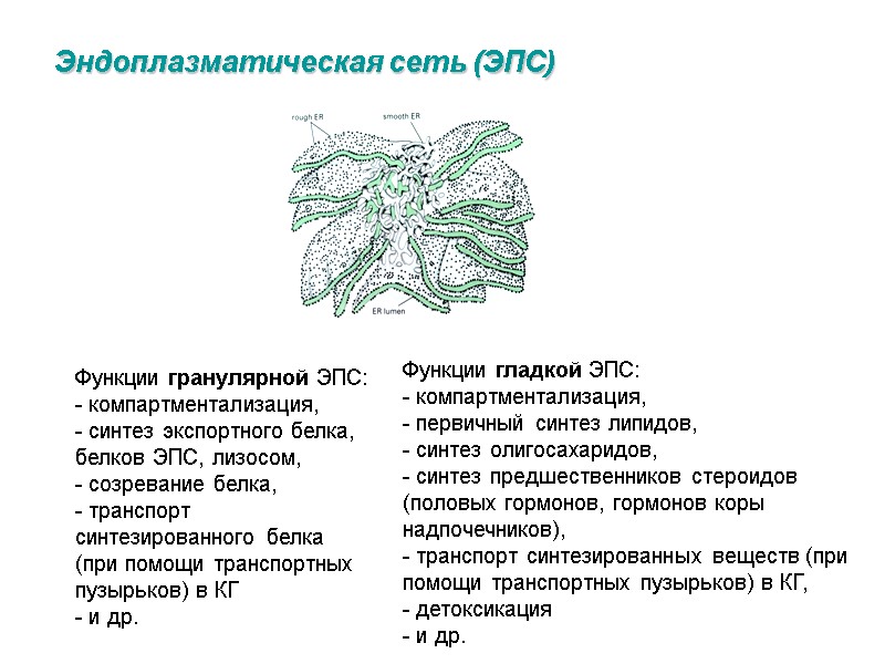 Эндоплазматическая сеть (ЭПС) Функции гранулярной ЭПС:  - компартментализация,  - синтез экспортного белка,